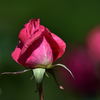 薔薇