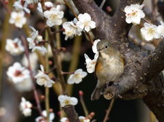 ルリビタキ♀