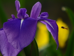 花菖蒲