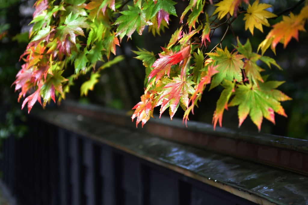 角館　紅葉