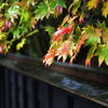角館　紅葉