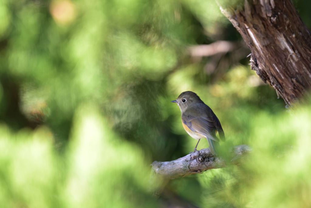 ルリビタキ　♀