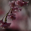 春１