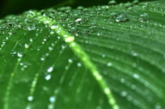 雨上がり