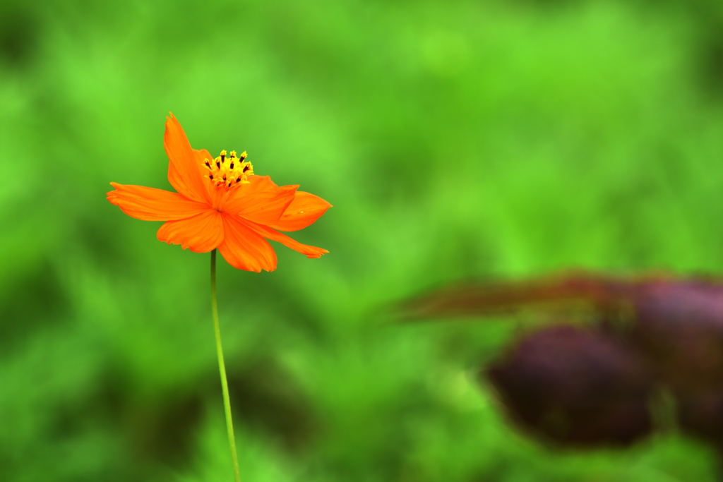 黄花コスモス