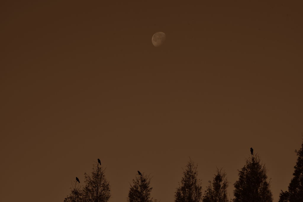 月とカラス