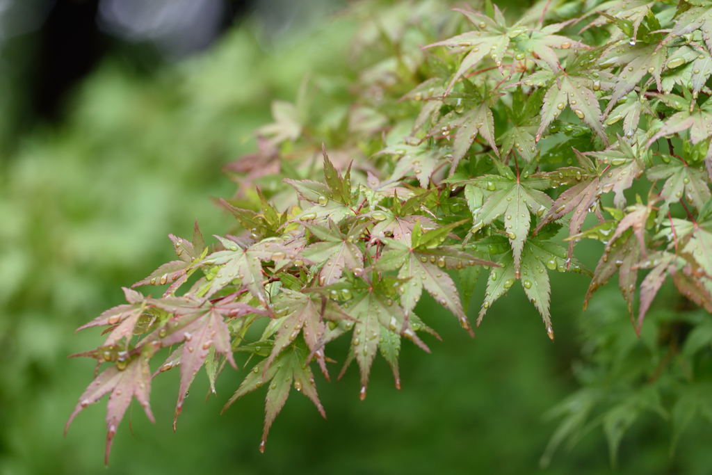 一眼レフ初挑戦２