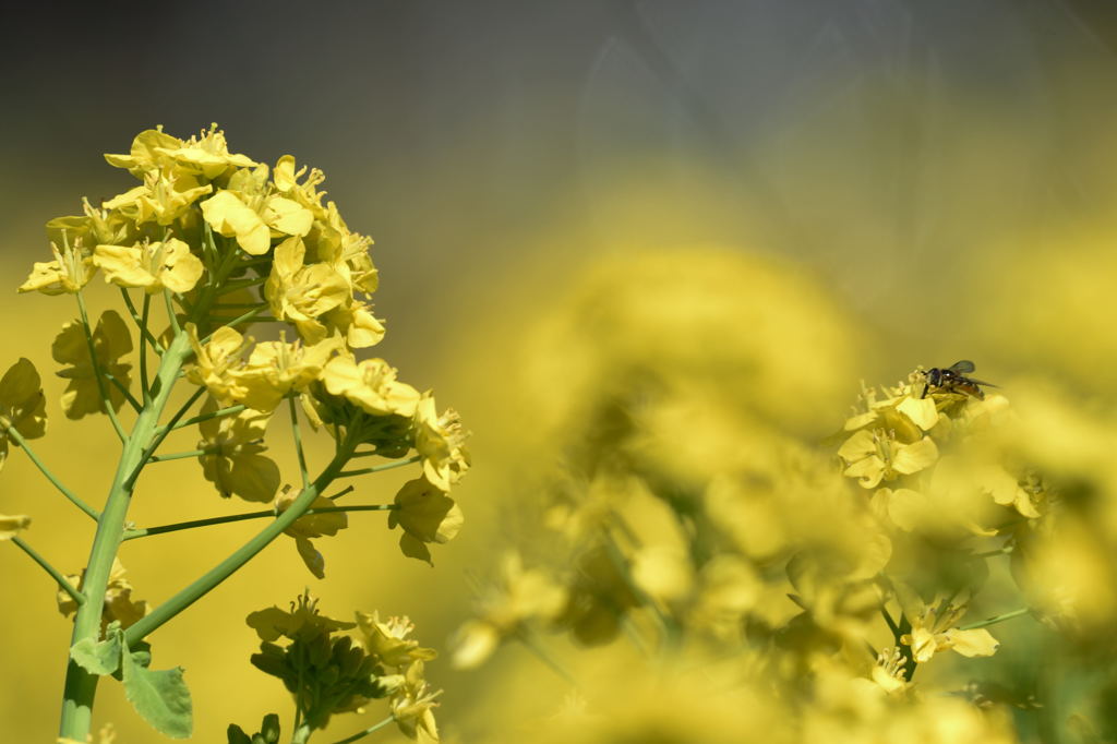 菜の花