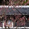 里山の春