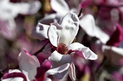Magnolia