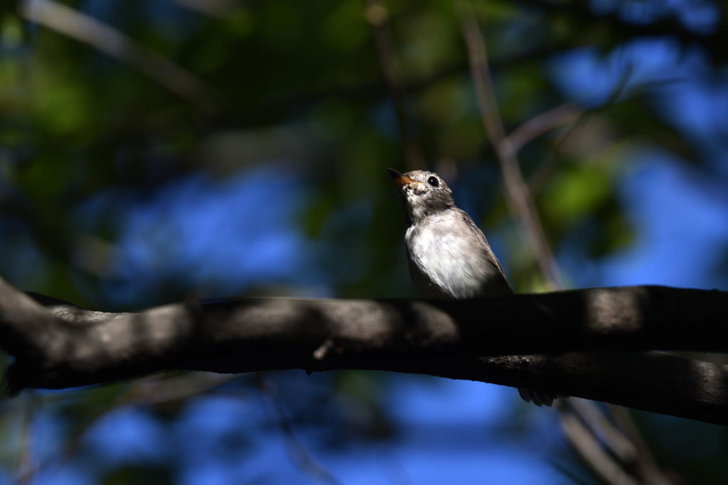 コサメビタキかな？