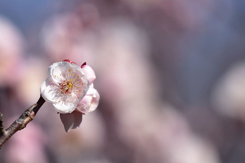 梅