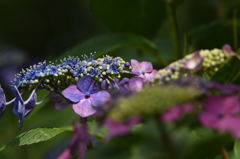 額紫陽花