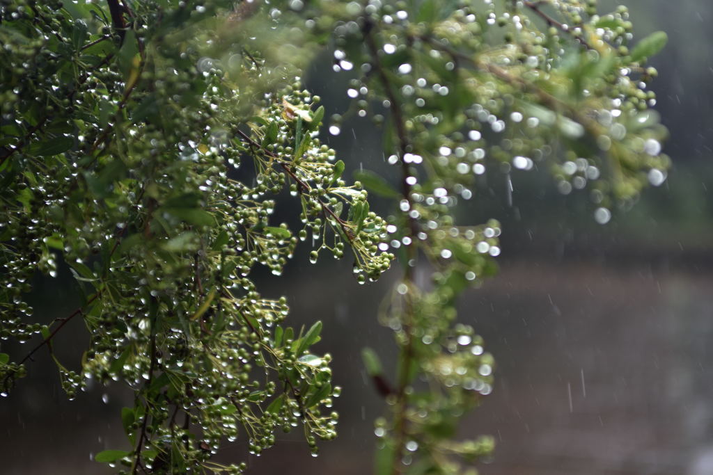 ピラカンサと雨