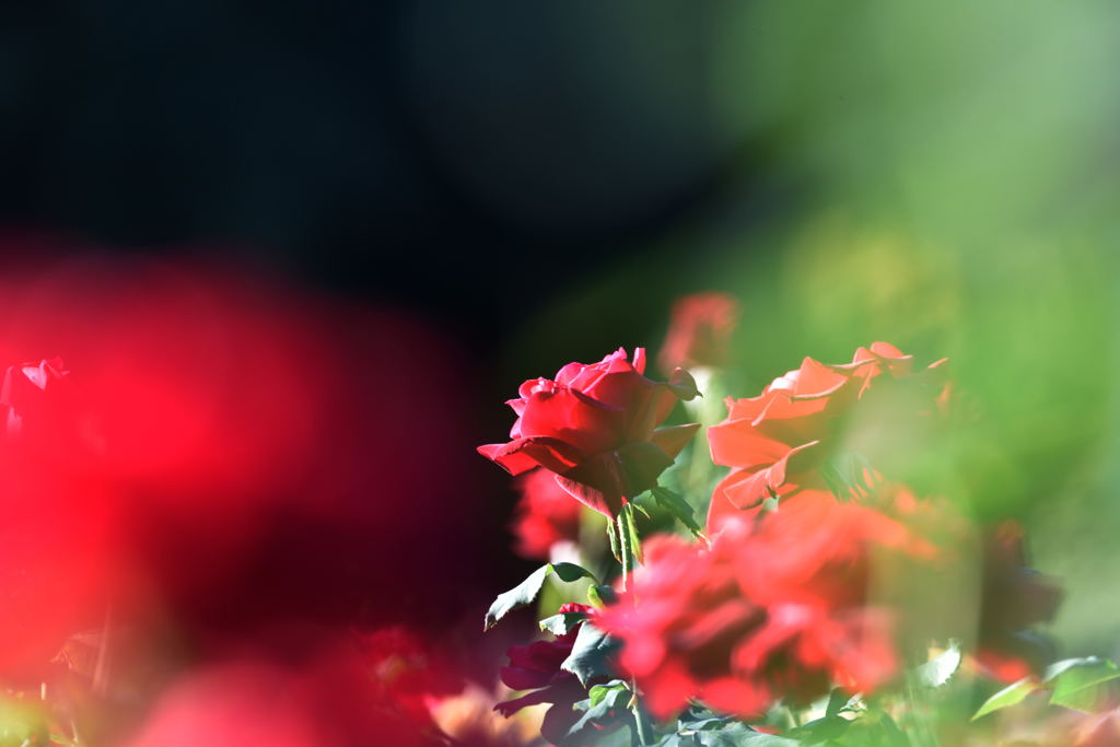 薔薇