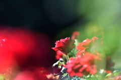 薔薇