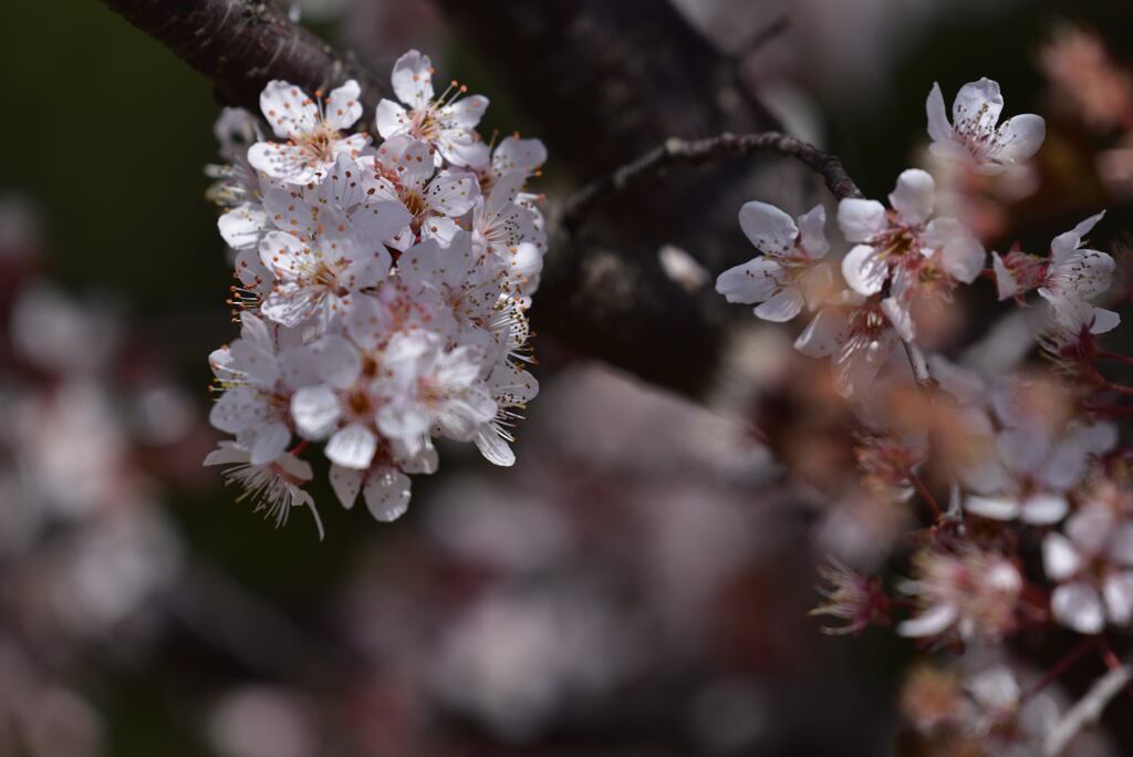 開花