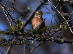 ハチジョウツグミ