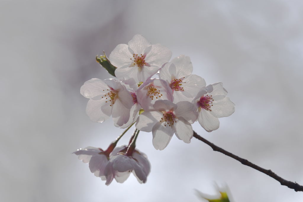 公園の春２