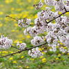 公園の春４
