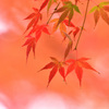 今年の紅葉
