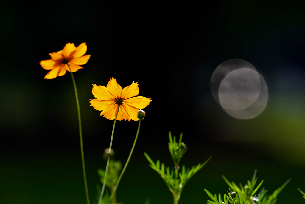 キバナコスモス