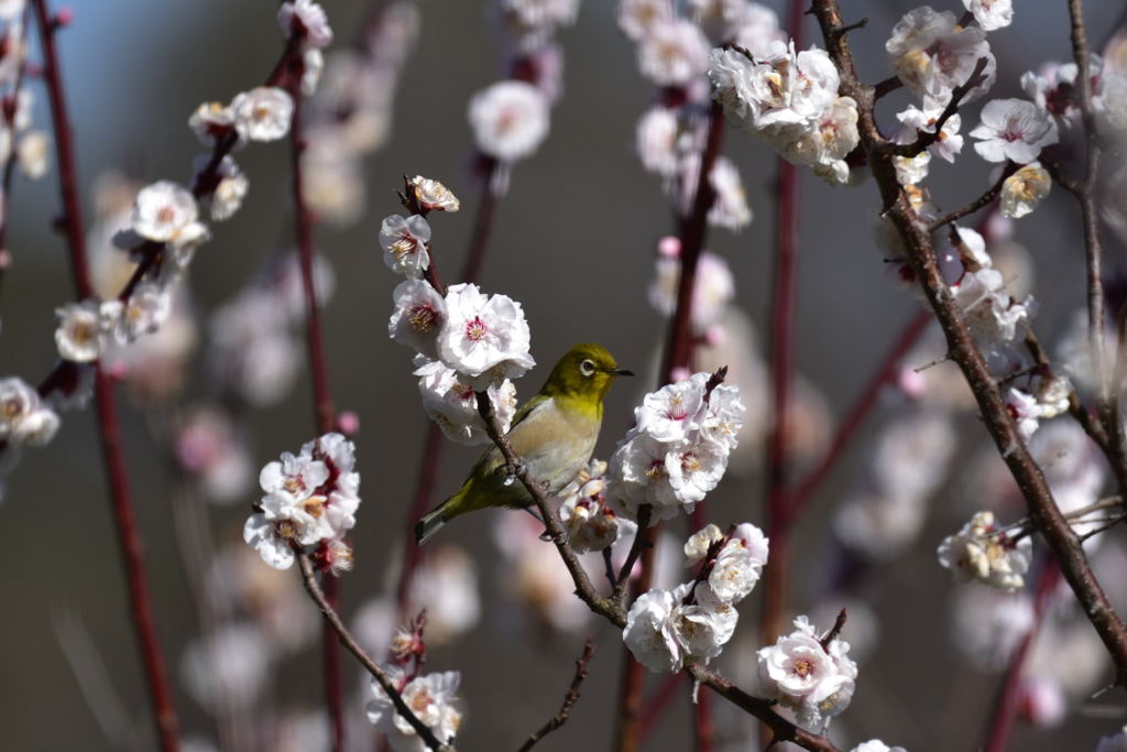 梅とメジロ