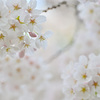 ４月＿美しいホワイト