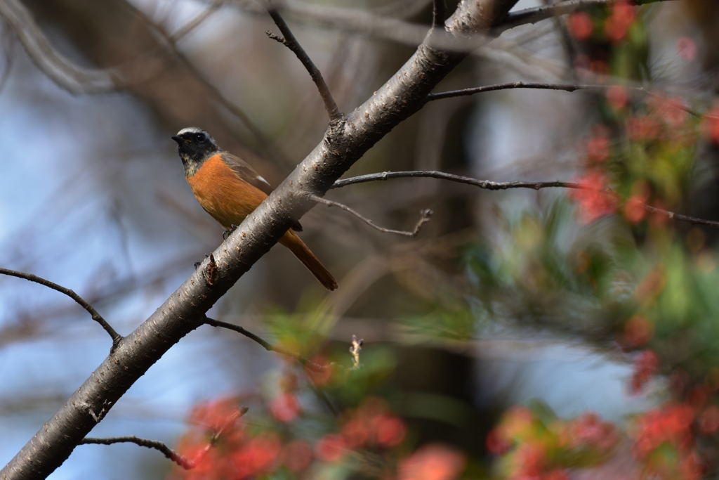 ジョウビタキ２