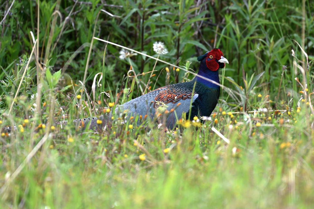 春の日差しに誘われて１