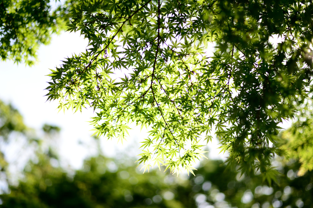 GREENだよ
