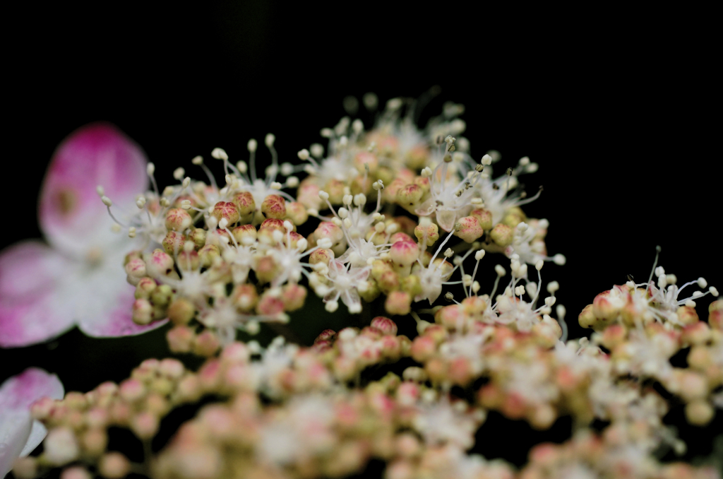 紫陽花の咲く頃