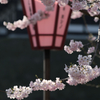 春爛漫