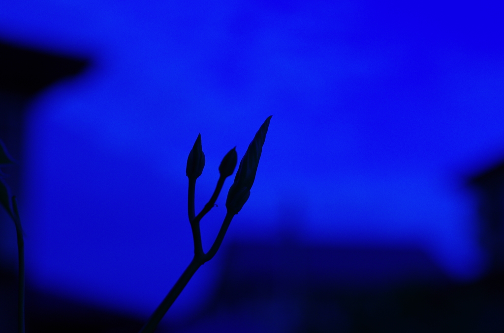 朝顔日記　11