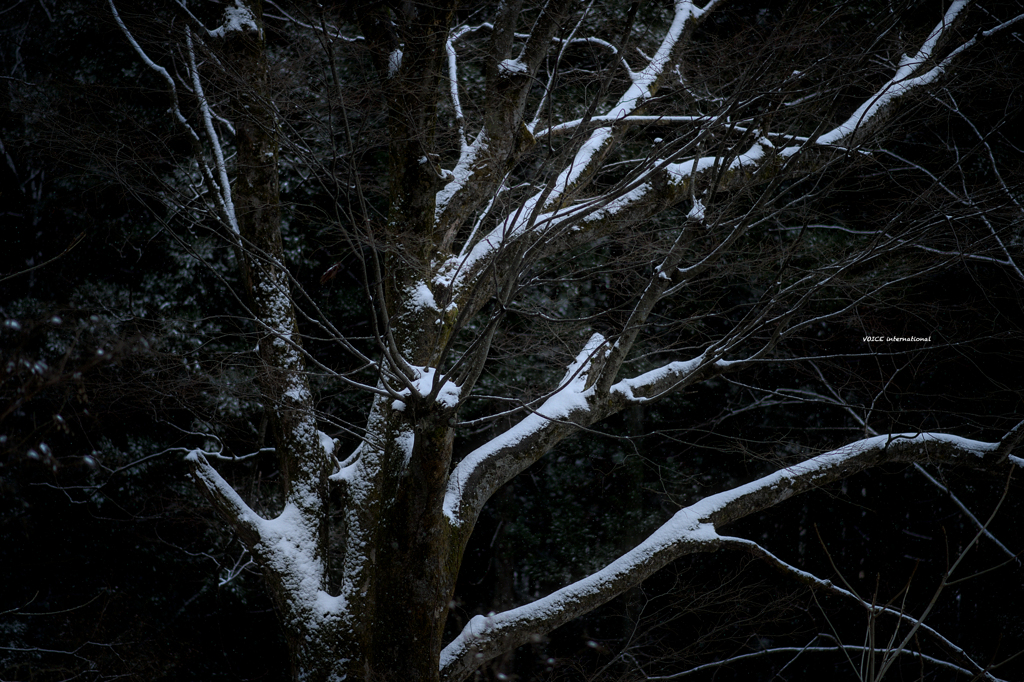 凍える木