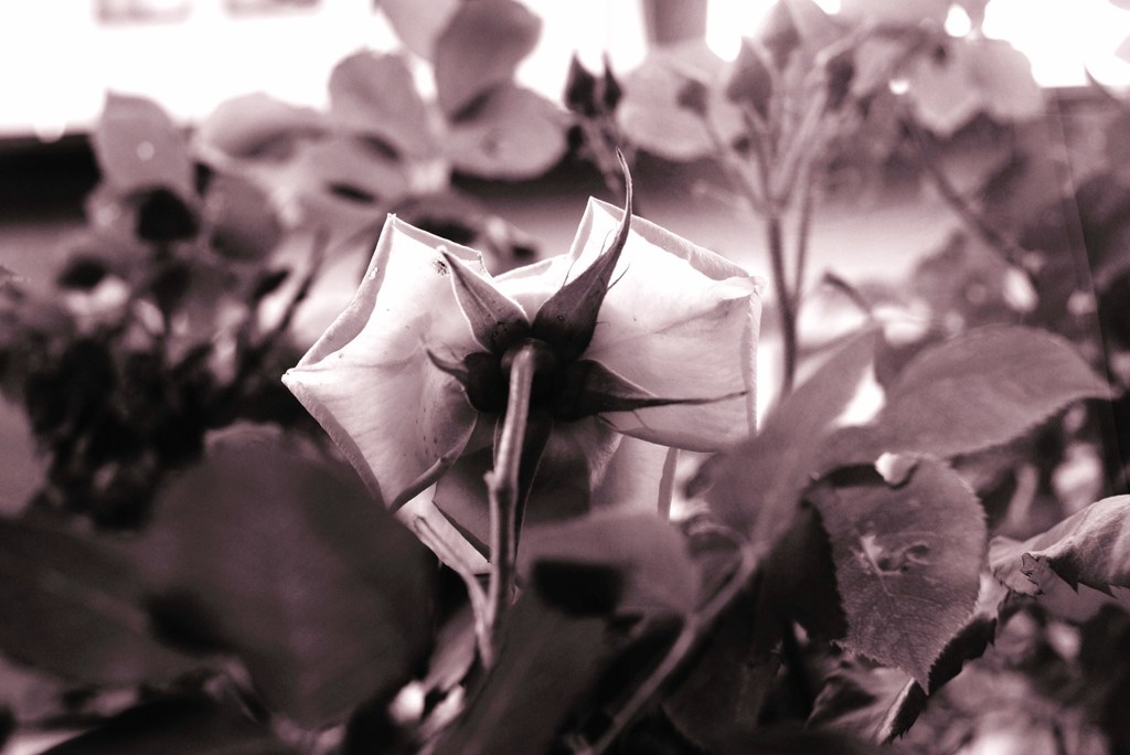 裏薔薇