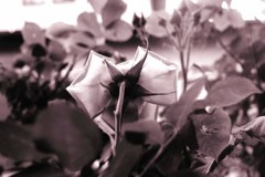 裏薔薇