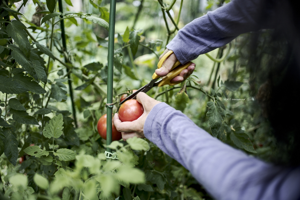 TOMATO