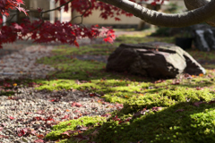 柔らかな陽射し