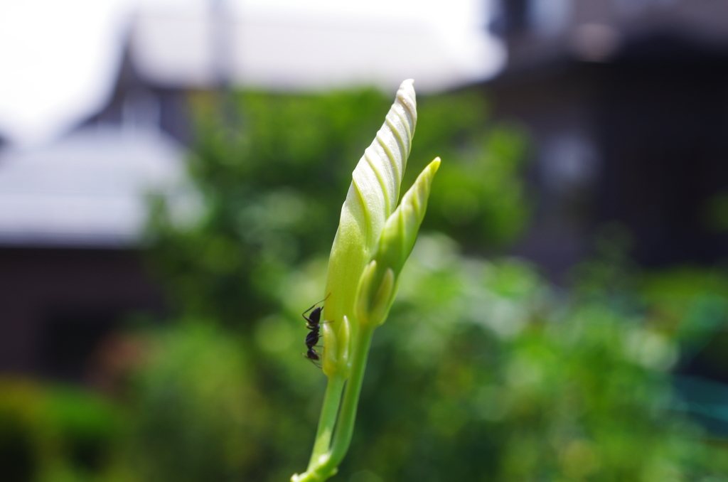 朝顔日記　8