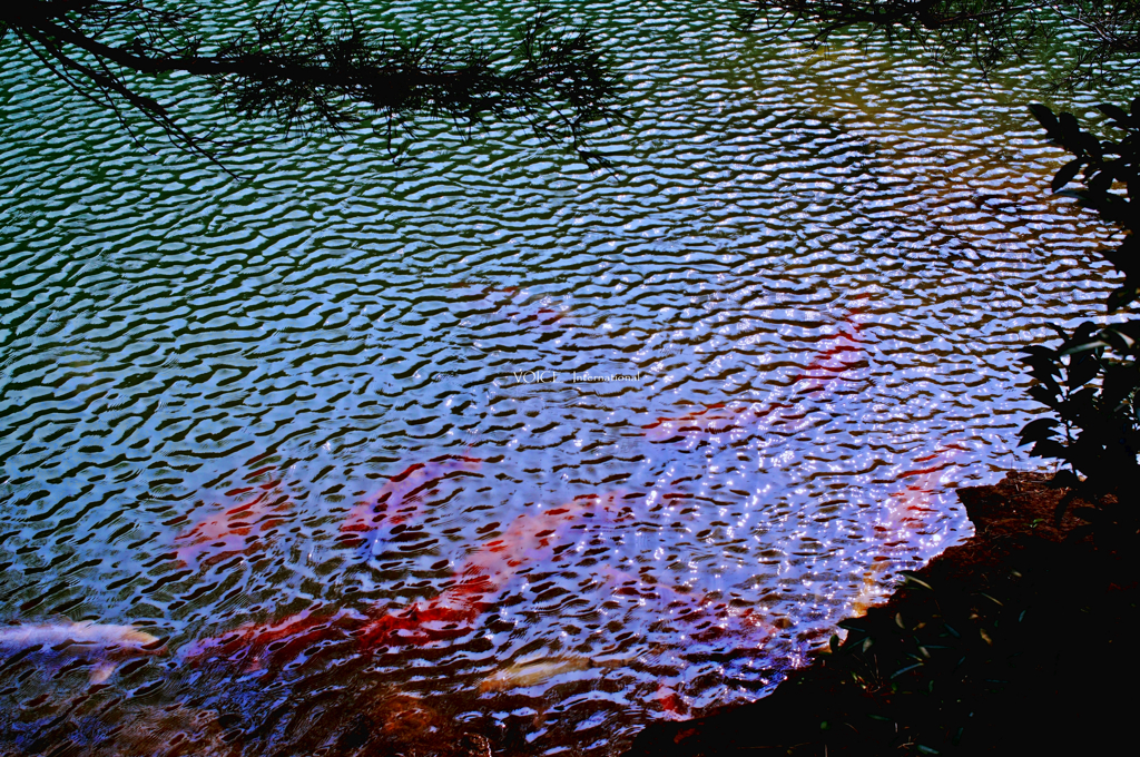 青の池