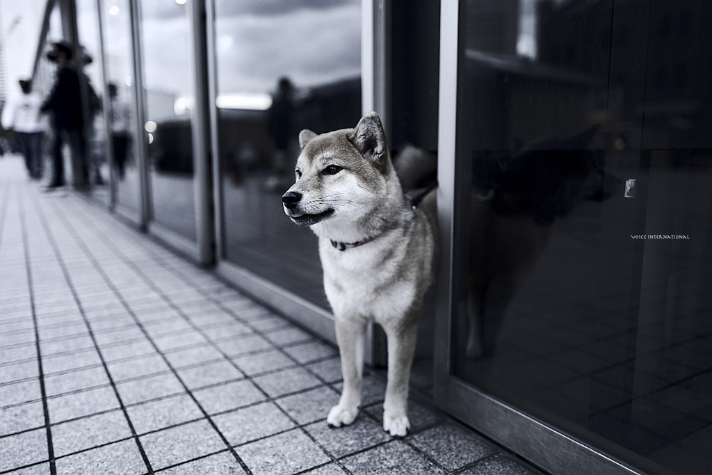 黄昏て...