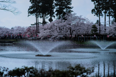 桜と噴水と