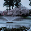 桜と噴水と