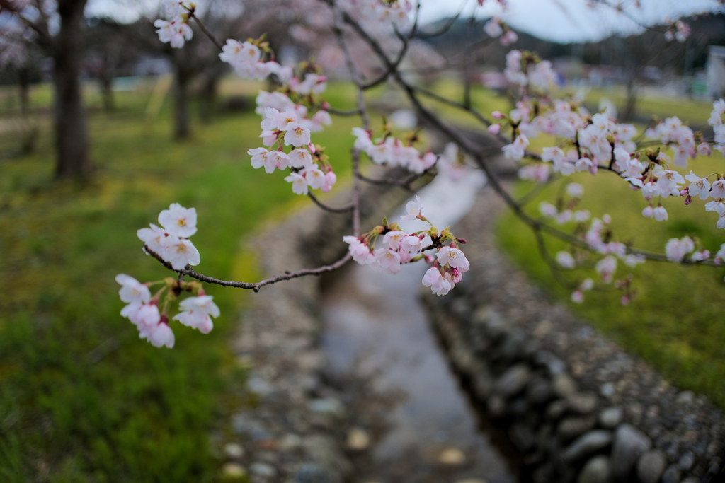 春の小川