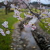 春の小川