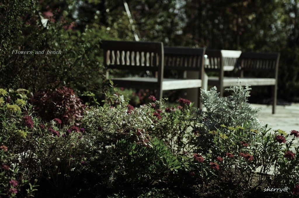 Flowers and bench