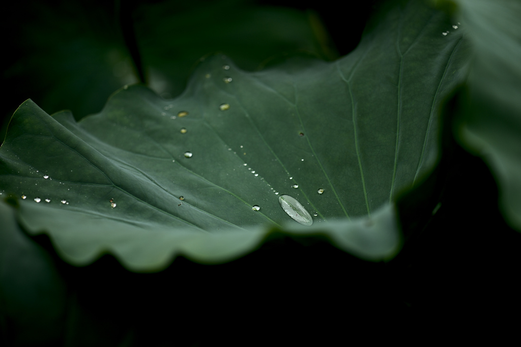 雨音