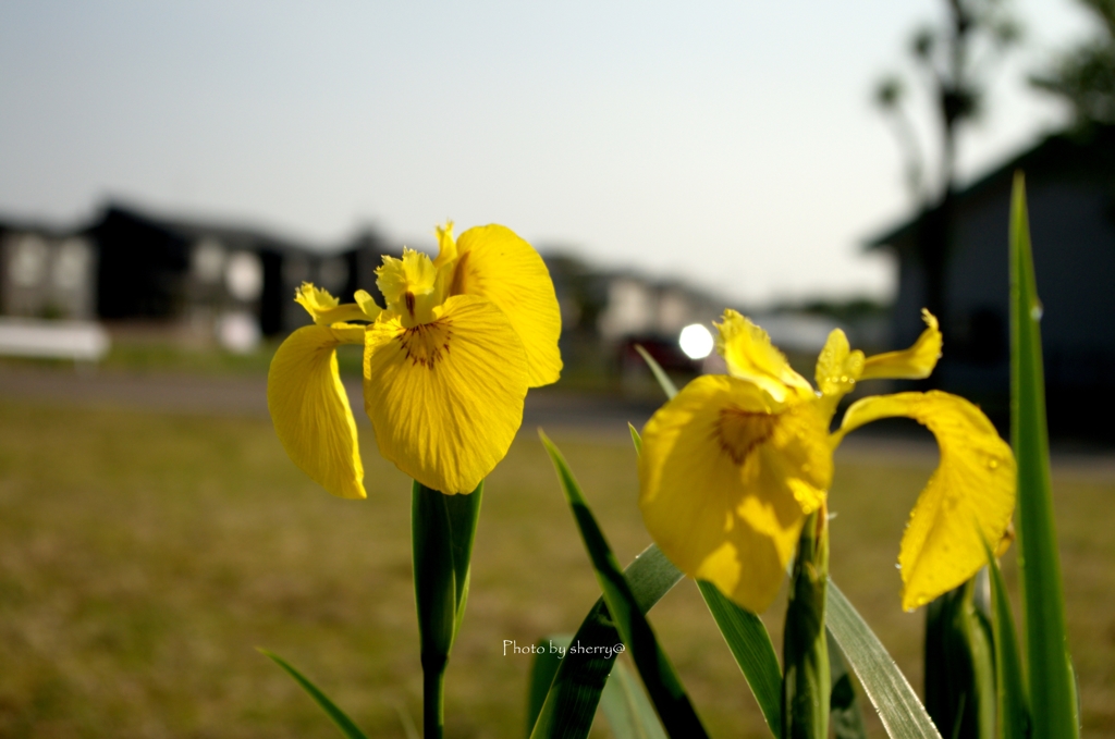 庭に咲く花