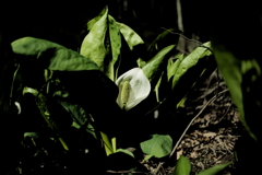 水芭蕉